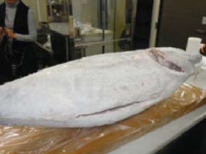 解凍庫的肉類・魚貝類的解凍例子