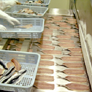凍結秋刀魚