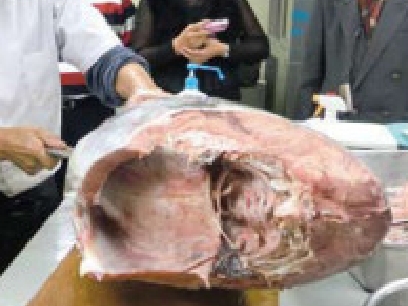 解冻库的肉类・鱼贝类的解冻例子